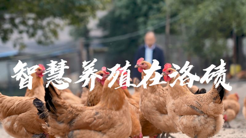 引物合成套餐：如何挑选性价比高的解决方案**