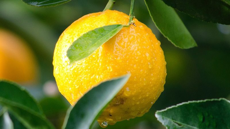 生物制品出口报关，这些材料必不可少**